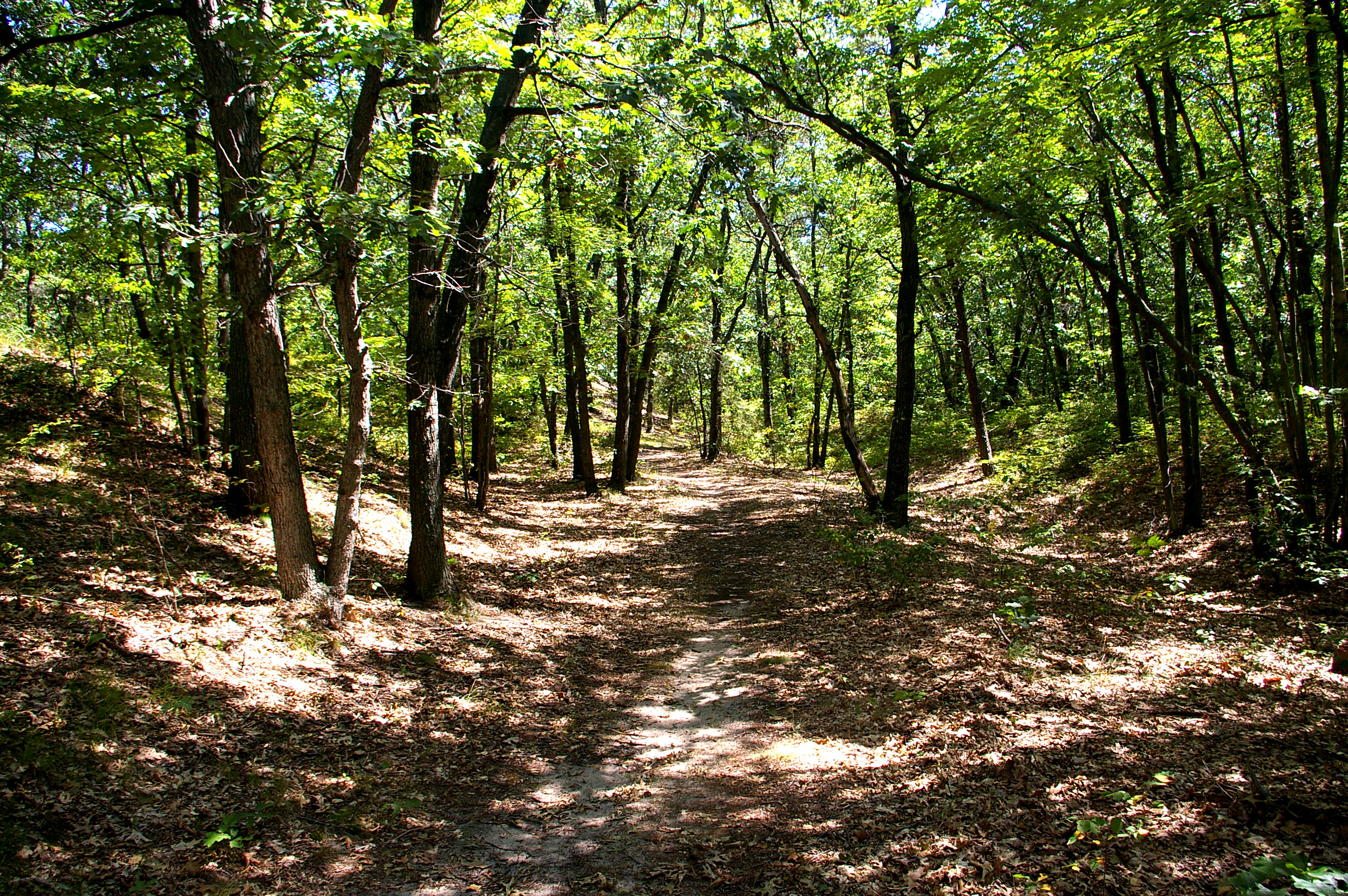 forest-path2.jpg