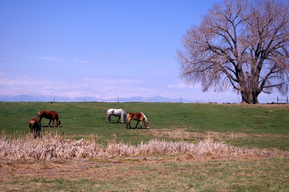 spring horses
