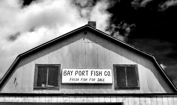 bay port fish