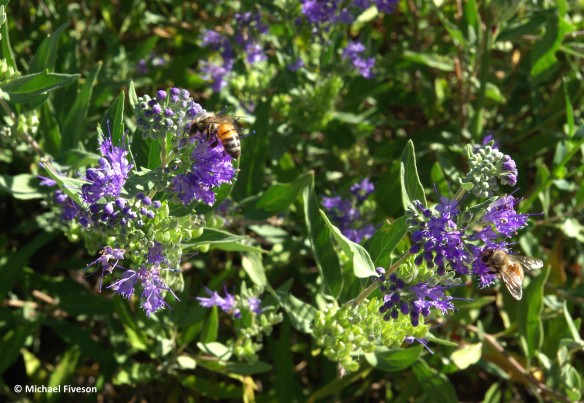 late-summer-bees